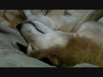 2014 GW　柴犬ジロー