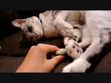 猫と戯れる