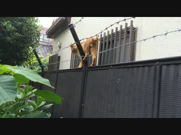 【ω】子猫を卒業できない野良猫、フェンスから降りられず助けを求める