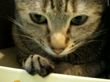 拾いねこ＠生後690/657日　つきにょんはふつくしい