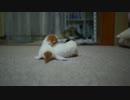 【#221】 親ばか　【猫万歳】