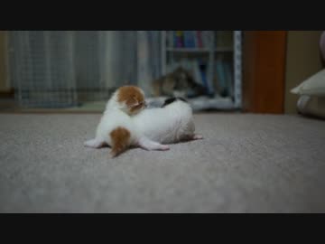 【#221】 親ばか　【猫万歳】