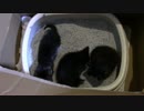 【生後36日】きょうの仔猫C【蒼民家の猫々】