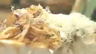 冷や奴白とろろ昆布　5.26 よろ昆布動画