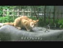 妖艶なメス猫のフェロモンが公園のオス猫をフレーメン地獄に突き落とす