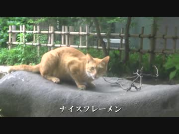 妖艶なメス猫のフェロモンが公園のオス猫をフレーメン地獄に突き落とす