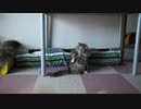 【#222】 いやされる　【猫万歳】