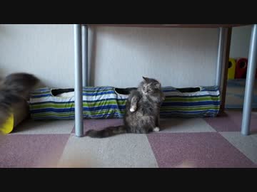 【#222】 いやされる　【猫万歳】