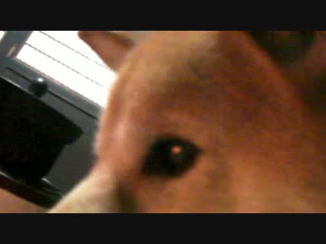 囲炉裏と柴犬ジロー