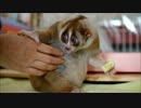 バナナを食べるスローロリス　【HD】