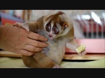バナナを食べるスローロリス　【HD】