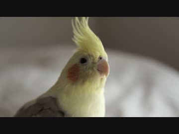 ねんがんのオカメインコが来てから1年と半年が経った