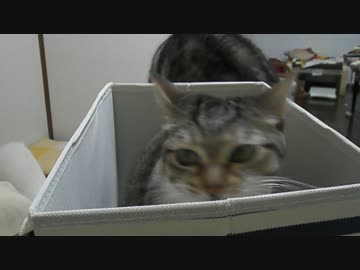 ぬこをひろってきました53