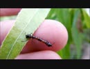 5月末のシャチホコガ幼虫