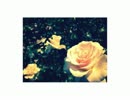 RAINY ROSE