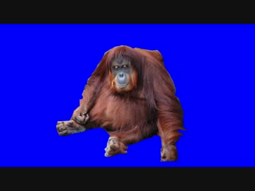 SIKのために淫夢くんを探す先輩.mp4