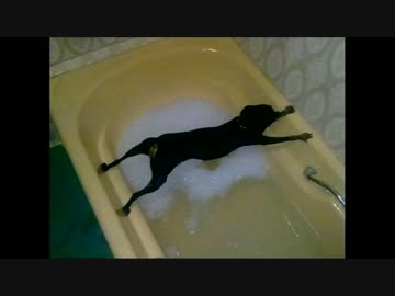 ワンちゃんたちの入浴