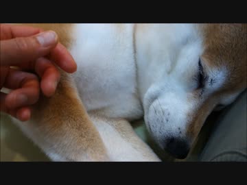 眠る柴犬いちごのまっしろおなか　