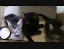 【生後39日】きょうの仔猫【蒼民家の猫々