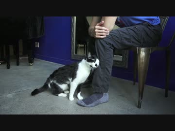 「もっと・・・触って」と、おねだりポーズをする猫