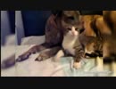 いぬとねこはとっても仲良し