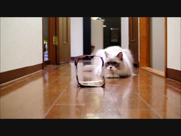 ズサ猫期待したら激しく威嚇された