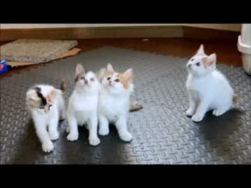 ちゃとらとはちわれ　2014保育園　ジャラシ