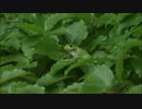 不屈の敗走者アヤ改め・・・111