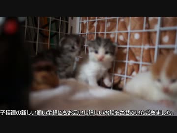 【#223】 定期健診　【猫万歳】