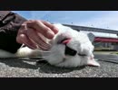 猫の抜け毛が気になりだすと春本番だニャ~【魚くれくれ野良猫】