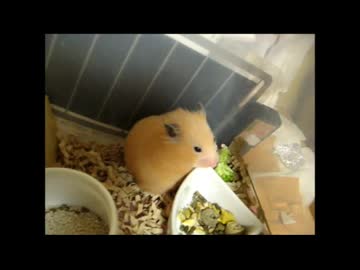 キンクマすずの食事編