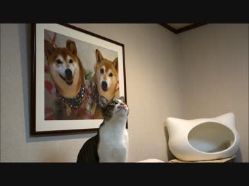 ネコ型ベッドと子猫のミルキー　