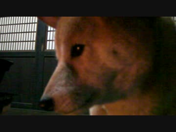 ご飯あっちっち、ちょっと待て！　柴犬ジロー　