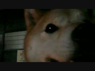 モツ煮込み　柴犬ジロー