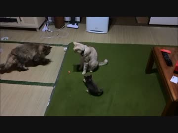 猫とレーザーポインター