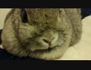 うさぎ
