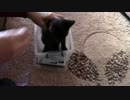 【生後41日】きょうの仔猫【蒼民家の猫々】