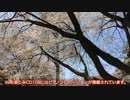 sakura Video Clip