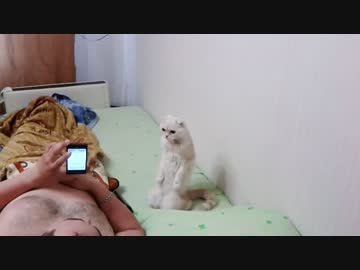 正座で待機するねこ