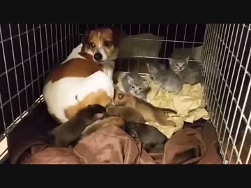 「ほら、こっちにおいで・・」3匹の子猫を育てることにした犬のお母さん