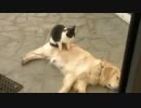 猫のモミモミはどんな犬も骨抜きにする