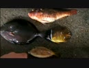 男一匹島の上　サバイバル　式根島編　その5