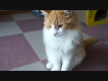 【#224】 窓際でみんなまったり　【猫万歳】