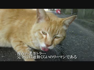【公園猫戦争】戦力外通告・クビを宣告された老猫