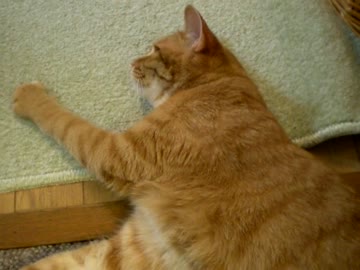 拾いねこ＠生後695/662日　冷たいフローリングの場所を求めるアコさん