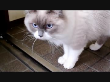 時定くんのお留守番