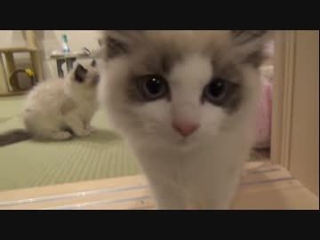 ラグドールのレオ　Vol.25 1ヶ月ぶりに兄妹と再会した猫（前編）