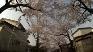 【車載動画】函館市 桜が丘通【北海道】