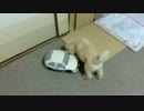 #3 ゴールデンレトリバー子犬のクール　はじめて遊ぶ！