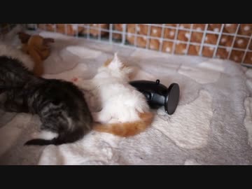 【#225】 子猫がなついた　【猫万歳】